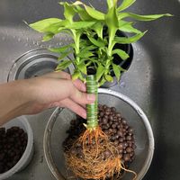 ミリオンバンブー,ミリオンバンブー,ハイドロボール,たくましい,キッチンの画像