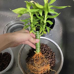 ミリオンバンブー,ミリオンバンブー,ハイドロボール,たくましい,キッチンの画像