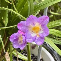 シンビジウム,シンビジウム,チューリップ,フリージア,フリージアの画像