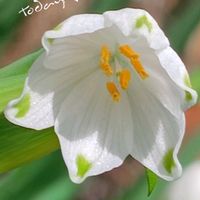 スノーフレーク,天使の雫,花束！,綺麗な色♡,白い花の画像