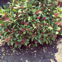 スキミアの画像