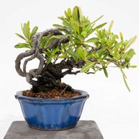 ピラカンサ,盆栽の画像