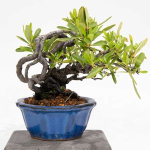 ピラカンサ,盆栽の画像
