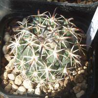 ハオルチア,多肉植物,観葉植物,塊根植物,サボテン科の画像