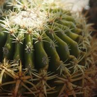 ハオルチア,多肉植物,観葉植物,塊根植物,サボテン科の画像