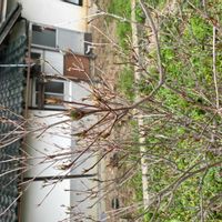 ドウダンツツジの画像