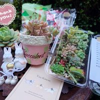 スノーフレーク,レモン アンド ライム,Bell苗,プシュキニア　リバノティカアルバ,今日のお花の画像