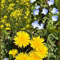 菜の花,タンポポ,GSのみなさんに感謝♡,お花を楽しむ,お疲れ様です♡の画像