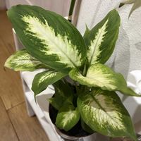 ディフェンバキア・カミーラの画像