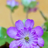 ユキワリソウ,雪割草,500円の雪割草,200円の雪割草,いい感じ♪♪の画像