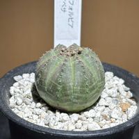 オベサ,ユーフォルビア属,ユーフォルビア・オベサ,ユーフォルビア,ユーフォルビア ・オベサの画像