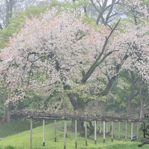 サクラ,ヤマザクラ,花散歩,OLYMPUS,ミラーレス一眼の画像