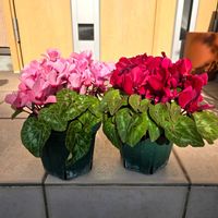 ガーデンシクラメン,寄せ植え,ガーデニング,小さな花壇,花いろいろの画像