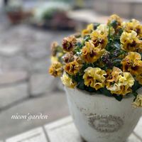 キャンディウェーブ,ガーデニング,NO GREEN  NO LIFE,植物中毒,ビオパンの画像