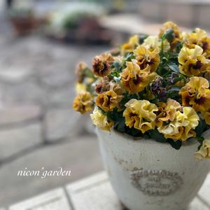 キャンディウェーブ,ガーデニング,NO GREEN  NO LIFE,植物中毒,ビオパンの画像