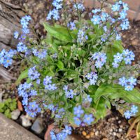 ジャーマンアイリス,ワスレナグサ,青い花マニア,チーム・ブルー,チーム・ブルーNo.127の画像