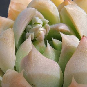 イングリッシュエレガンス,多肉花芽,イングリッシュエレガンス　たなばたの画像