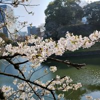ソメイヨシノ,日本庭園,白い花,イベント,さくら 桜 サクラの画像