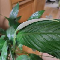 スパティフィラム,リビング・ダイニングの画像