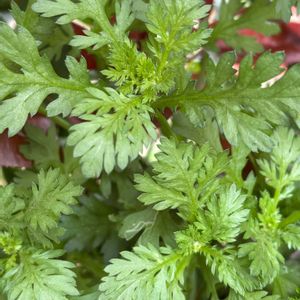 キッチンハーブ,キッチン,小さな庭,家庭菜園,庭の画像