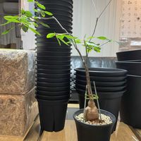 ユーフォルビア属,ユーフォルビア・マハボボケンシス,ユーフォルビア,植え替え,コーデックスの画像