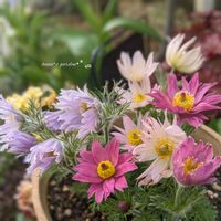 西洋オキナグサ,鉢植え,多年草,お花のある暮らし,お花に癒されての画像