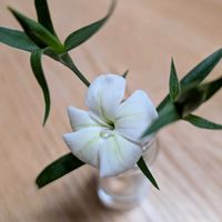 ナデシコ,ありがとう♡,癒やし,今日も笑顔で♡,かわい〜ぃ♡の画像