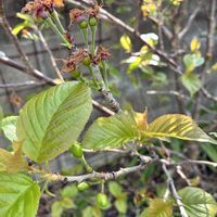 ジギタリス,ニンジン,暖地さくらんぼ,バンダ グリーンライト,武器ではなく花をの画像