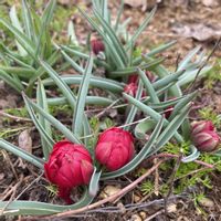 原種チューリップ,原種チューリップ　テタテ,宿根草の庭,広い庭,庭の画像