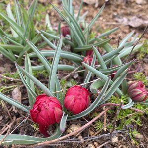 原種チューリップ,原種チューリップ　テタテ,宿根草の庭,広い庭,庭の画像