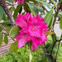 シャクナゲの画像