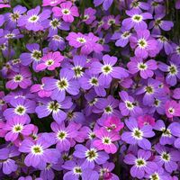 ネメシア,バージニアストック,パンジー,癒し,花友の花畑の画像