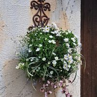 レンギョウ,沈丁花（ジンチョウゲ）,満開,お散歩,素敵なおうちの画像