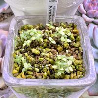 成長記録 アイスプラント,メセンブリアンテマ アイスプラント,LED栽培,神奈川タニラー,多肉男子の画像