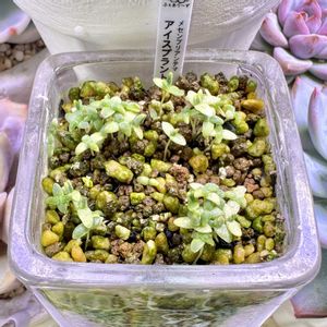 成長記録 アイスプラント,メセンブリアンテマ アイスプラント,LED栽培,神奈川タニラー,多肉男子の画像