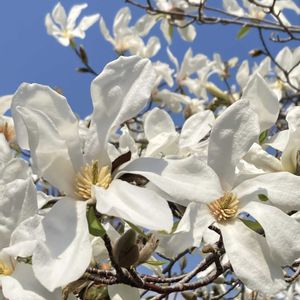 コブシ,お出かけ先にての画像