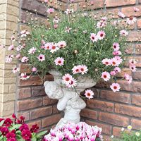 ローダンセマム,ガーデンシクラメン,ビオラ,ピンク,春のお花の画像