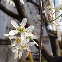 ジューンベリー,団地の植栽,なとぷーの冬芽、葉痕,なとぷー樹木の画像