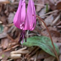 キクザキイチゲ,沈丁花,沈丁花,福寿草,福寿草の画像