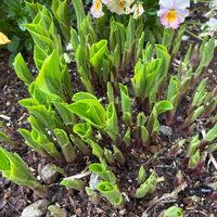 ギボウシ,ホスタ ゴールデンティアラ,芽吹き,ギボウシ 春の芽吹きの画像