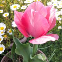 チューリップ,ノースポール,可愛らしい,庭の画像
