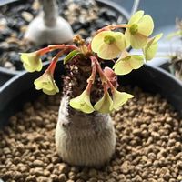 ユーフォルビア属,ユーフォルビア・ラメナ,ユーフォルビア ラメナ,ユーフォルビア,塊根植物の画像