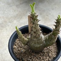 ユーフォルビア 鉄甲丸,パキポディウム・ウィンゾリー,パキポディウム サンデルシー,パキポディウム サンデルシー,パキポディウム 白馬城の画像