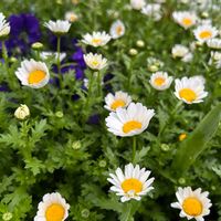 ノースポールの画像