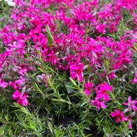 シバザクラの画像