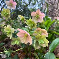 アマリリスの画像