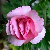 タマシダ,タマシダ,２日前のピンクムーン,２日前のピンクムーン,繋がりに感謝✨の画像