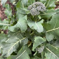 ニラ,ブロッコリー,ズッキーニ,キャベツ,ジャガイモ とうやの画像