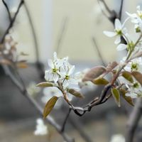 ジューンベリー,チューリップ,姫りんご,メラスフェルラ ラモサ,芳香水仙ピピットの画像