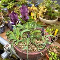 ケイビアヤメ,イリス,盆栽,鉢植え,小品盆栽の画像